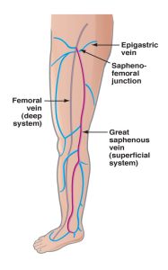 Alpha_Vein_Clinic_Front_of_Leg_Vein_Anatomy_Las_Vegas_Dr._Sassan_Kaveh